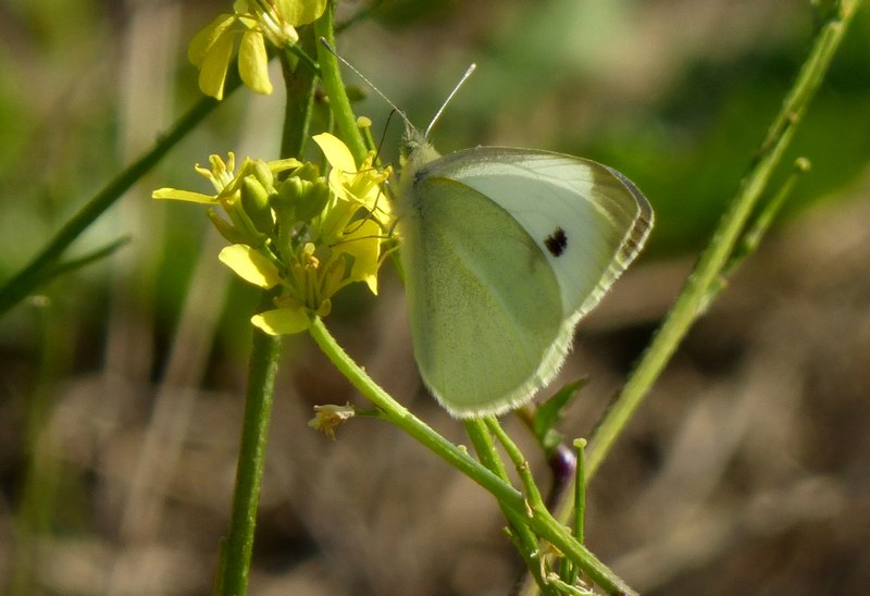 Pieris mannii? - No, Pieris rapae